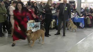 Sabaneevka19 female Champion cadebou video
