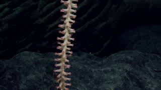 Wentworth Seamount Chain (PMNM): Bamboo Coral | Nautilus Live
