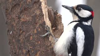 Дятел и кедровые орехи / Woodpecker and cedar nuts