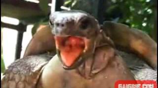 kuebis sexi