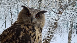 К сове пришёл снег. Сова-непонимова, куда делось лето