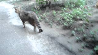Преследование котов (Persecution of cats)