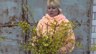 Форзиция кустарник