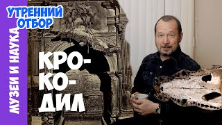 Неаполитанский крокодил, обросший легендами, и яйцо Вергилия. Игорь Фадеев