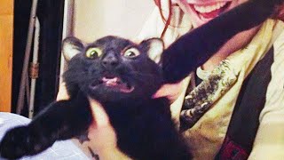 Best Funny Pets Videos - Cute Cats ???? And Dogs ???? - Try Not To Laugh!