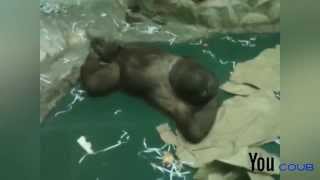 ОРАНГУТАН ПРИКОЛ ORANGUTANS