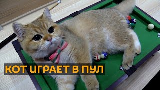 Смотреть можно бесконечно: красавчик кот играет в пул