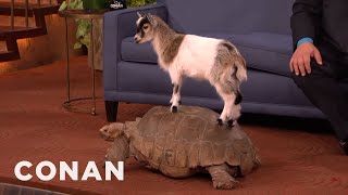 Animal Expert David Mizejewski: Capuchin Monkey, Caracal, Giant Tortoise & Goat - CONAN on TBS