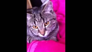 Cat's Eyes Pupil Change
