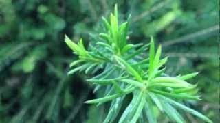 iPhone 4S тест видео 1080P