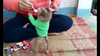 Cho khỉ MyNu ăn bánh chocopie và uống nước chanh muối