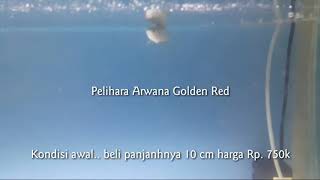 Pertumbuhan Arwana Golden Red dari Kecil sampai 26 cm