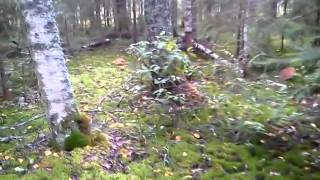 Море белых грибов)))) 31 Августа 2014 года. Тверская область.