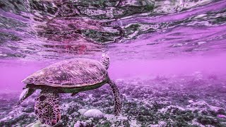 Healing Frequency Music For Calming Mind Chatter, Inner Peace, Grounding, and Relieving Stress