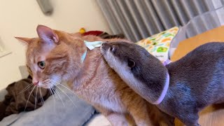 七夕でカワウソと猫が織姫と彦星になった！ otter and cat became Orihime and Hikoboshi at Tanabata!