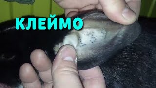 Результаты клеймения кроликов по просьбам подписчиков.