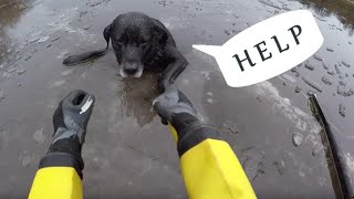 Спасли собаку на льду. Котята примерзли ко льду. Кот прилип к дороге. Спасение животных на льду