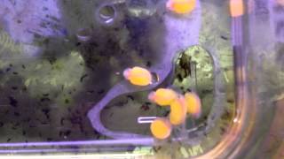 L174 fry