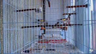 Большая Клетка  Jaula Grande  Large Cage  Gabbia Grande