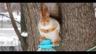 Белка на бутылке / Squirrel on the bottle