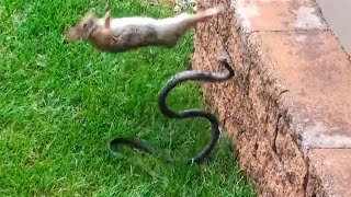 10 Животных, Которые Могут Постоять за Себя