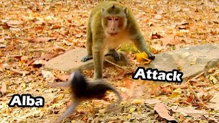 Run..Run Alba For Saving Your Life From Bog Monkey Attack | Poor Baby Alba So Scare With Big Monkey