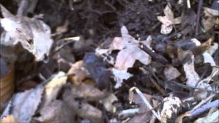 Sorties du 13 et du 18 février 2013 en forêt