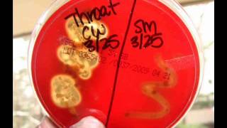 Blood Agar Bacterial Growth Medium: Alpha, Beta & Gamma Hemolysis