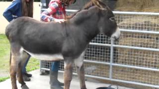 Helen Rides a Donkey