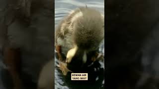 HEWAN YANG MENGHIBUR #entok #bebek