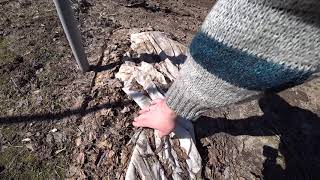 Весна в огороде. Розы и китайские пионы после зимовки