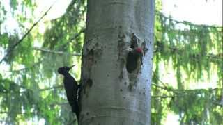 Datel černý, Black Woodpecker