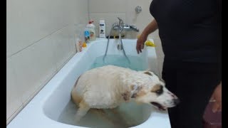Искупала Белку  У Беллы и Умки отличное самочувствие  Состояние лапки у Тины лучше  Фунтик возвращае