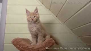 Котёнок Мейн Кун Кристалл (Kristall  SolarSong & Nice Voice),кремовый солид