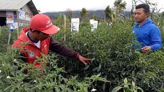 CABAI LOKAL TUMBUH SUBUR BERSAMA SYNGENTA