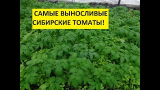 ТОМАТ ДЕМИДОВ - НЕПРИХОТЛИВЫЙ. "ТОЛСТОНОГИЙ"! ОБЗОР РАССАДЫ. 
