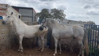 Caballo cubricion yegua celo. Horse mating. First time primera vez maquila