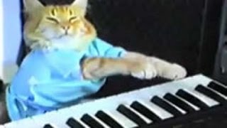 Приколы 2013. Свежее видео. Новые приколы.