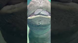 Baby Hippo Fritz Says "Hi" - Cincinnati Zoo #shorts