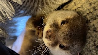 わざわざ狭いところに入って猫に文句を言うカワウソ otter goes all the way into a small space and complains about the cat