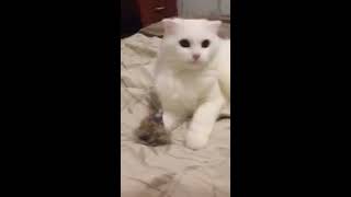 Игрушки для киски | Шотландская вислоухая кошка Нани