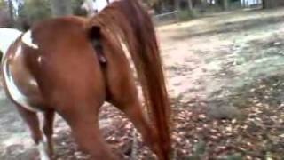 Horse pies on ryan and trevor