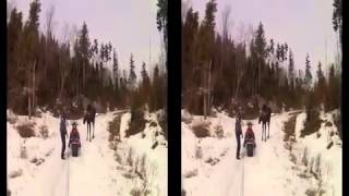 Придурки на снегоходах преследуют лося. Лось атакует снегоход