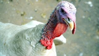 Honey Badger Narrates: The Crazyass Turkey