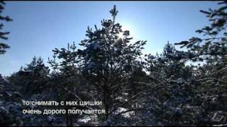 Утреннее ТВ: как собирают шишки на семена