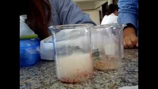 Experimento Enzimas