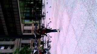 Pigeon Madness