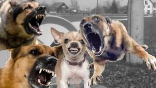 DOG BREAKS THE RULES AND IS HIT BY TRUCK (turbo radical)