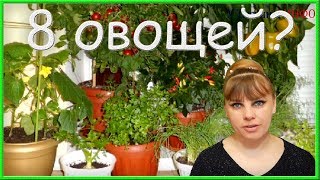ХОЧЕШЬ вырастить на подоконнике 8 ОВОЩЕЙ? Я расскажу как!