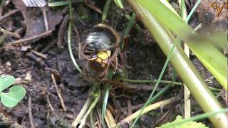 Elk Island: Hornet eats a Bumble-Bee / Лосиный остров: Шершень ест шмеля